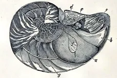 Chambered Nautilus in natural habitat