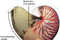 Chambered Nautilus in natural habitat
