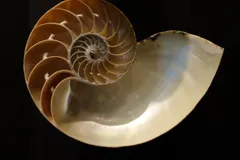 Chambered Nautilus in natural habitat