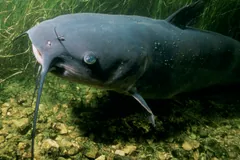 Channel catfish with long barbels swimming above a bed of green water plants