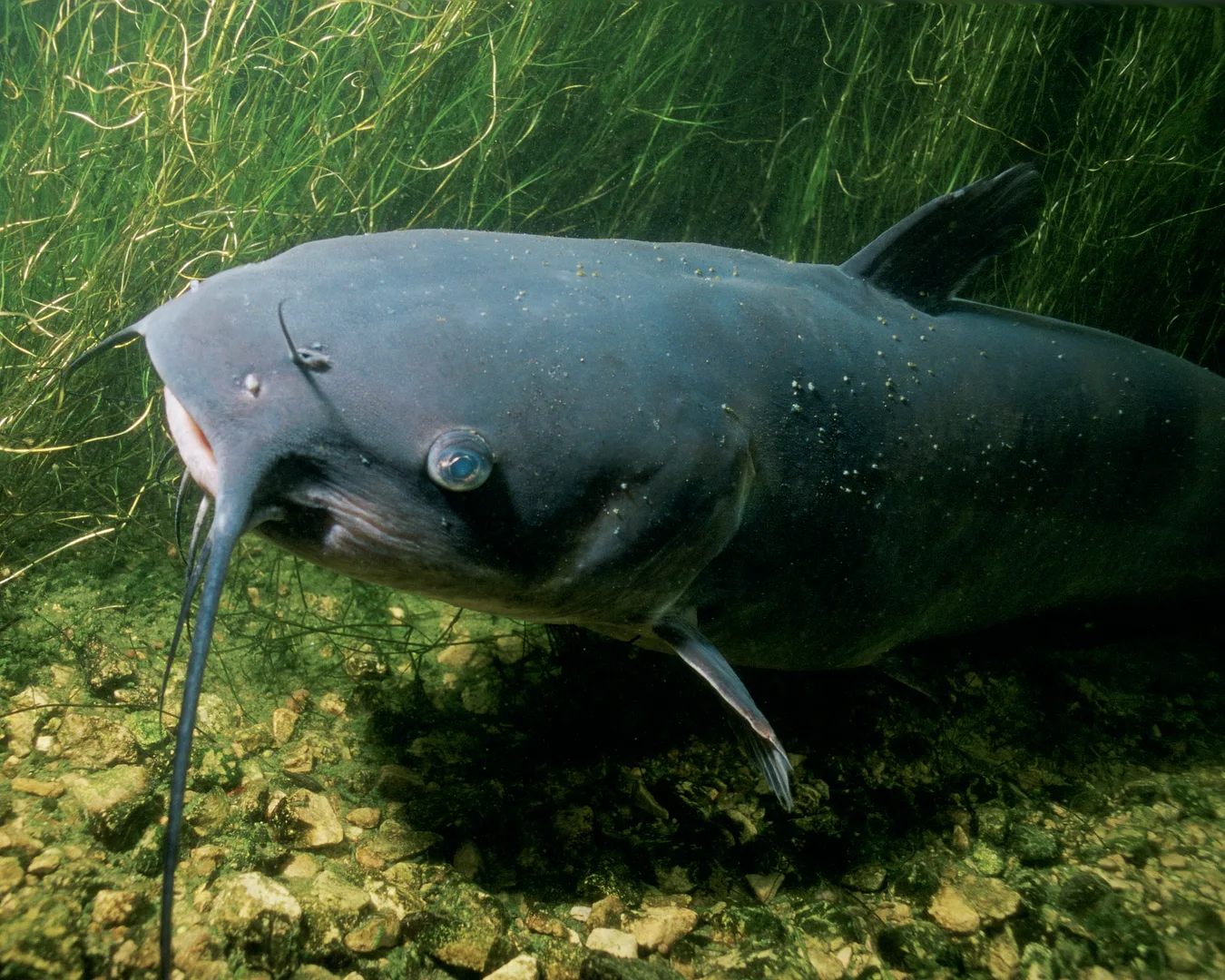 Channel Catfish