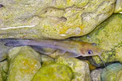 Young channel catfish over smooth stones in shallow clear water