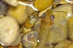 Small spotted channel catfish among pebbles in a stream