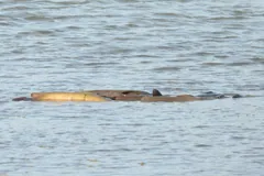 Channel catfish swimming at the surface of a river