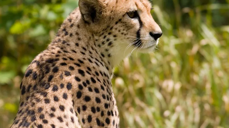 Cheetah wildlife photography