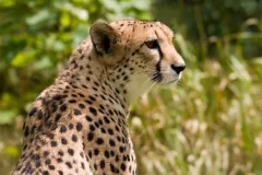 Cheetah