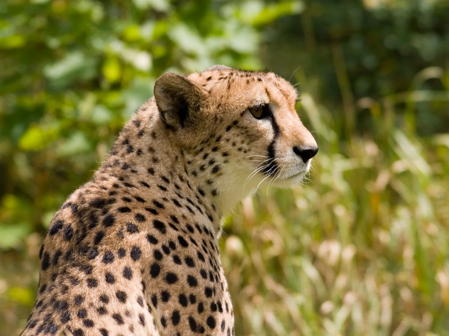 Cheetah wildlife photography