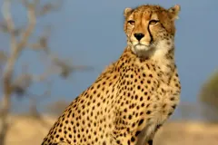 Cheetah sitting upright against a blue sky, its deep chest and narrow waist in view
