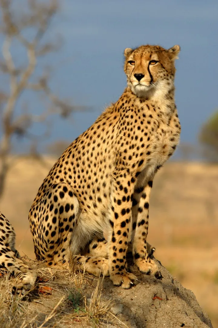 Cheetah wildlife photography