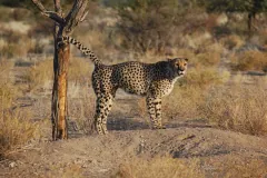 Cheetah standing beside a dead tree in dry scrub, its long tail curled up against the trunk