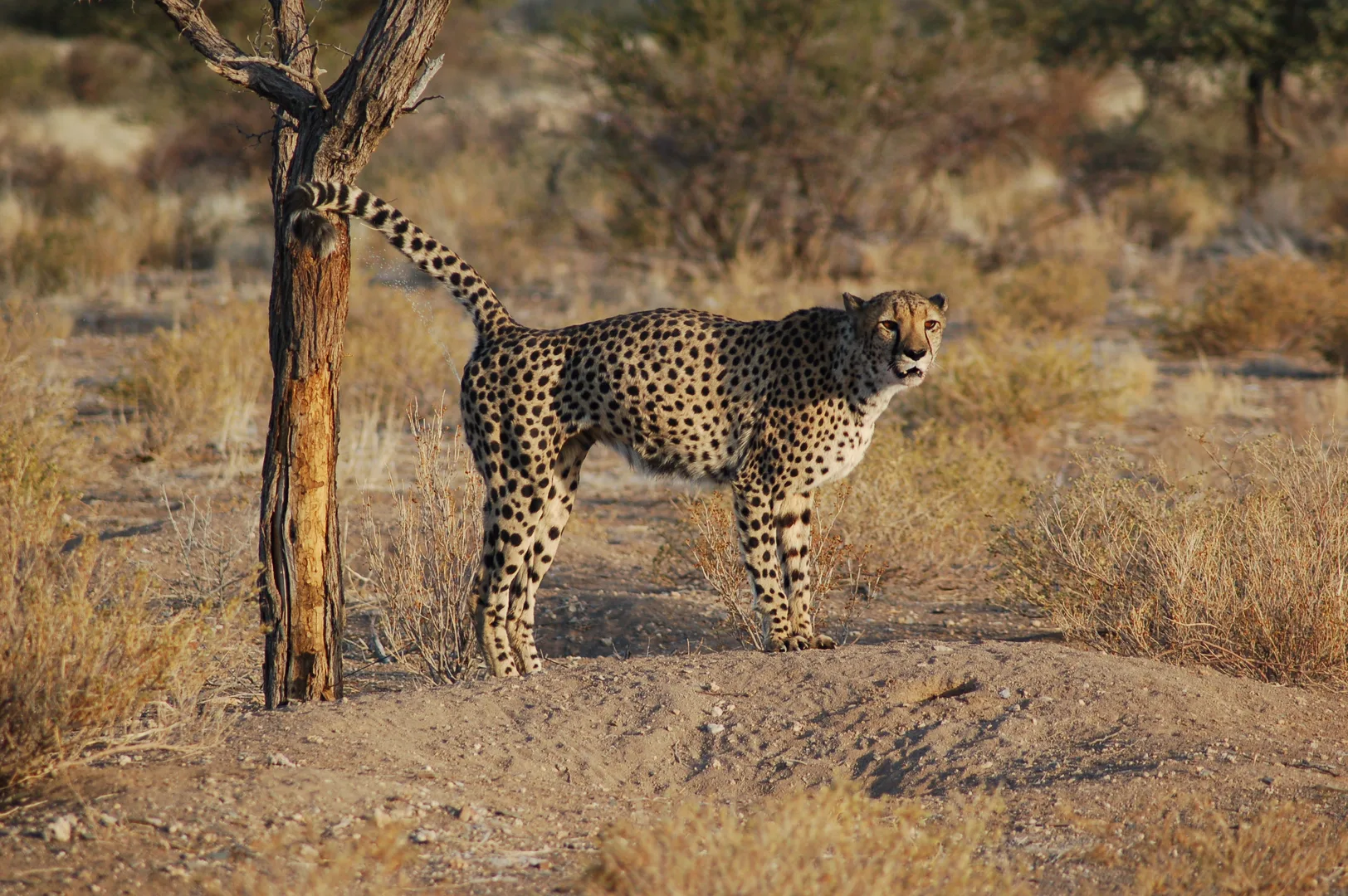 Cheetah wildlife photography