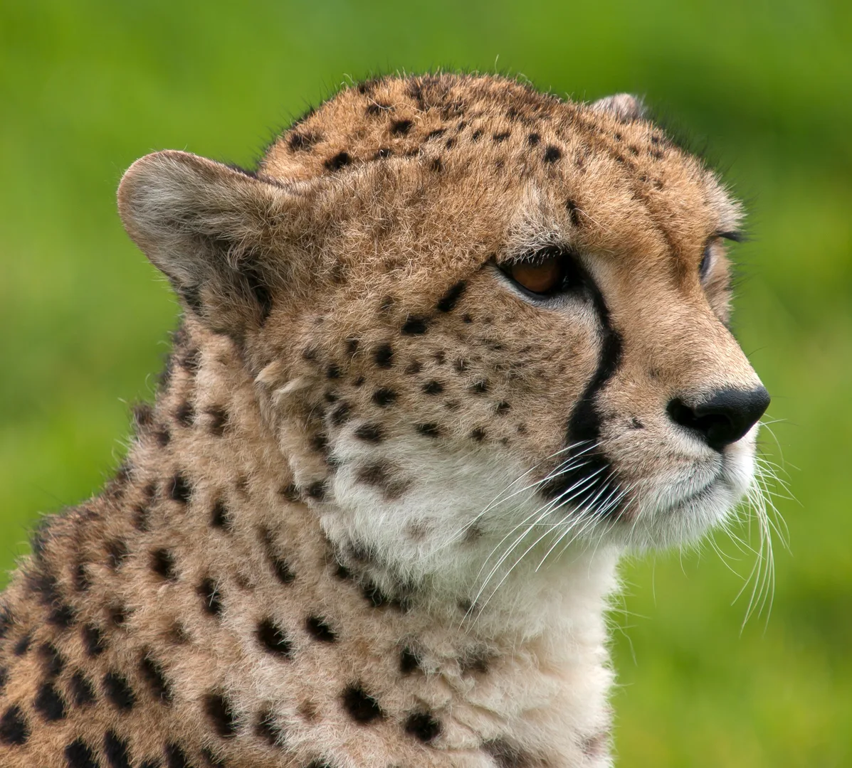 Cheetah wildlife photography