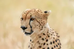 Head and shoulders of a cheetah in low sunlight, the dark tear line running from eye to mouth