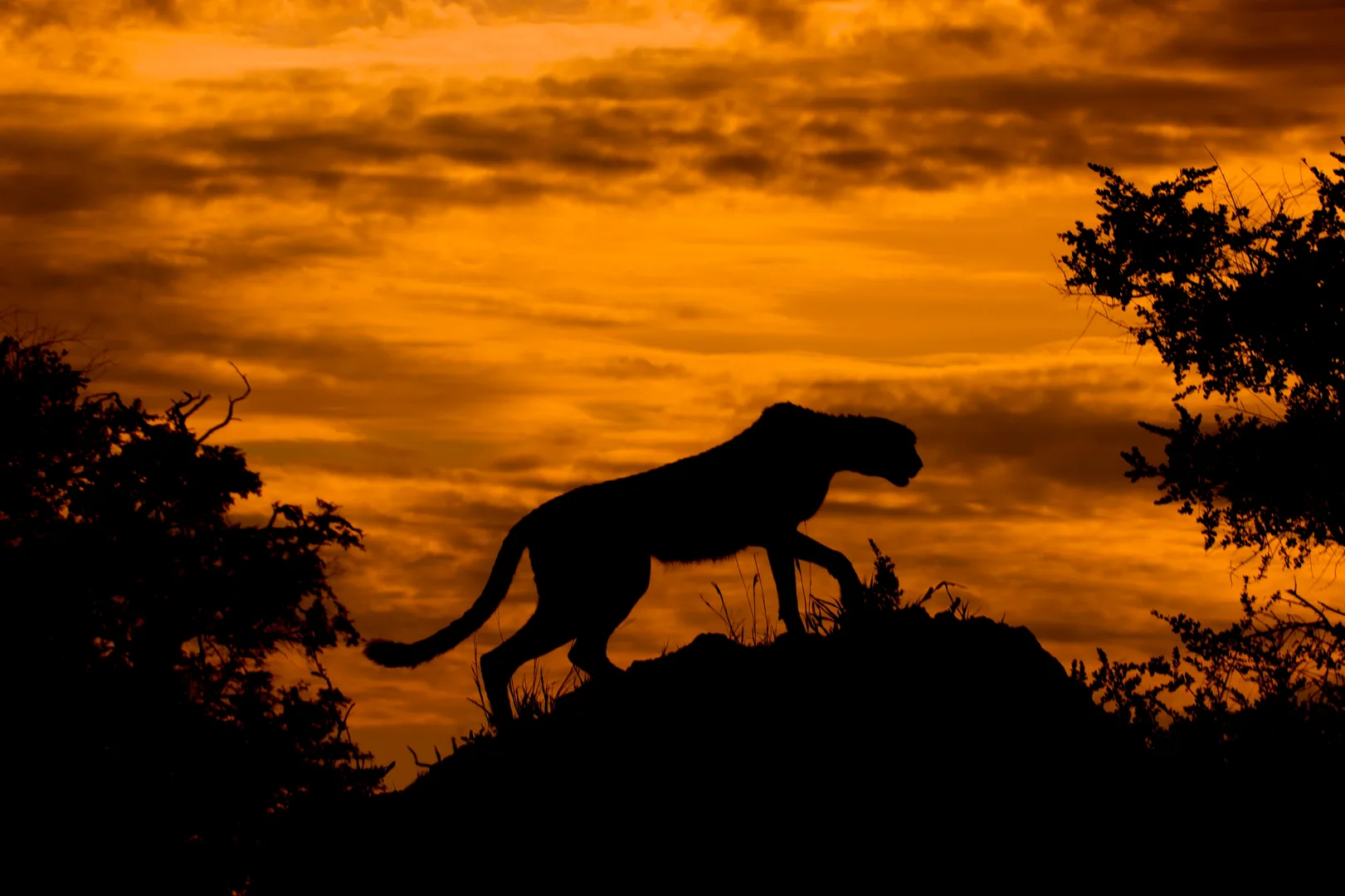 Cheetah wildlife photography