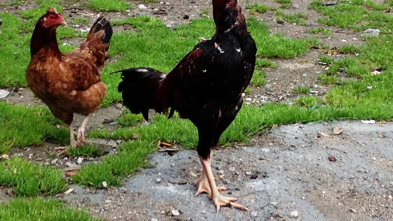 Black rooster with a red comb beside a brown hen on a grassy yard