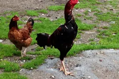 Chicken