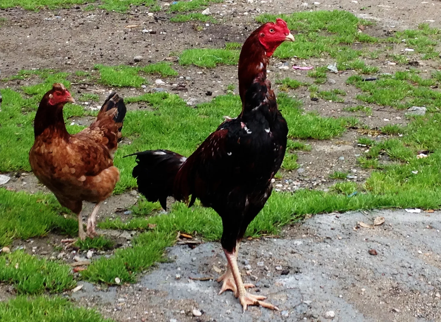 Chicken