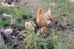 Brown hen scratching for food among weeds and bare soil