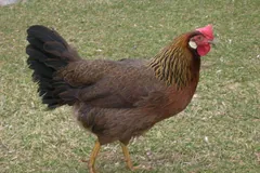 Dark brown hen with a red comb walking across short grass