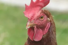 Close-up of a brown hen's head, red comb and wattles