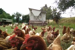 Crowd of brown hens foraging together on an outdoor pasture