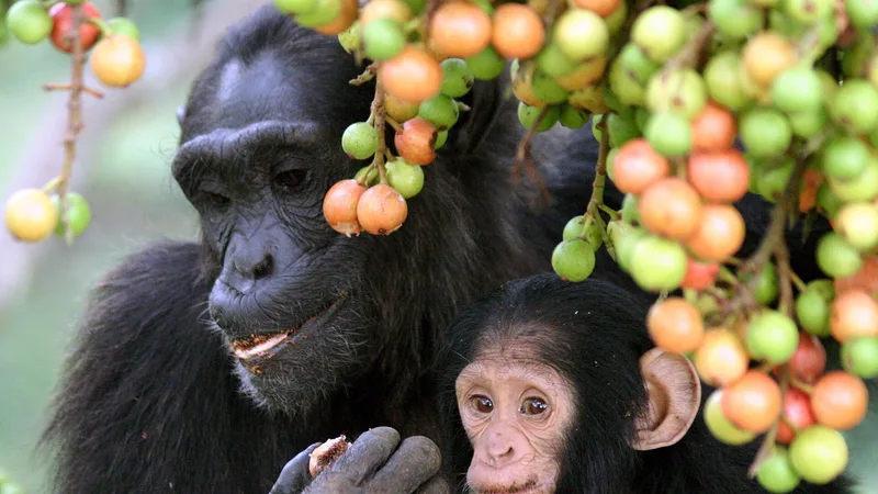 Chimpanzee in natural habitat