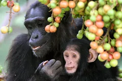 Chimpanzee in natural habitat