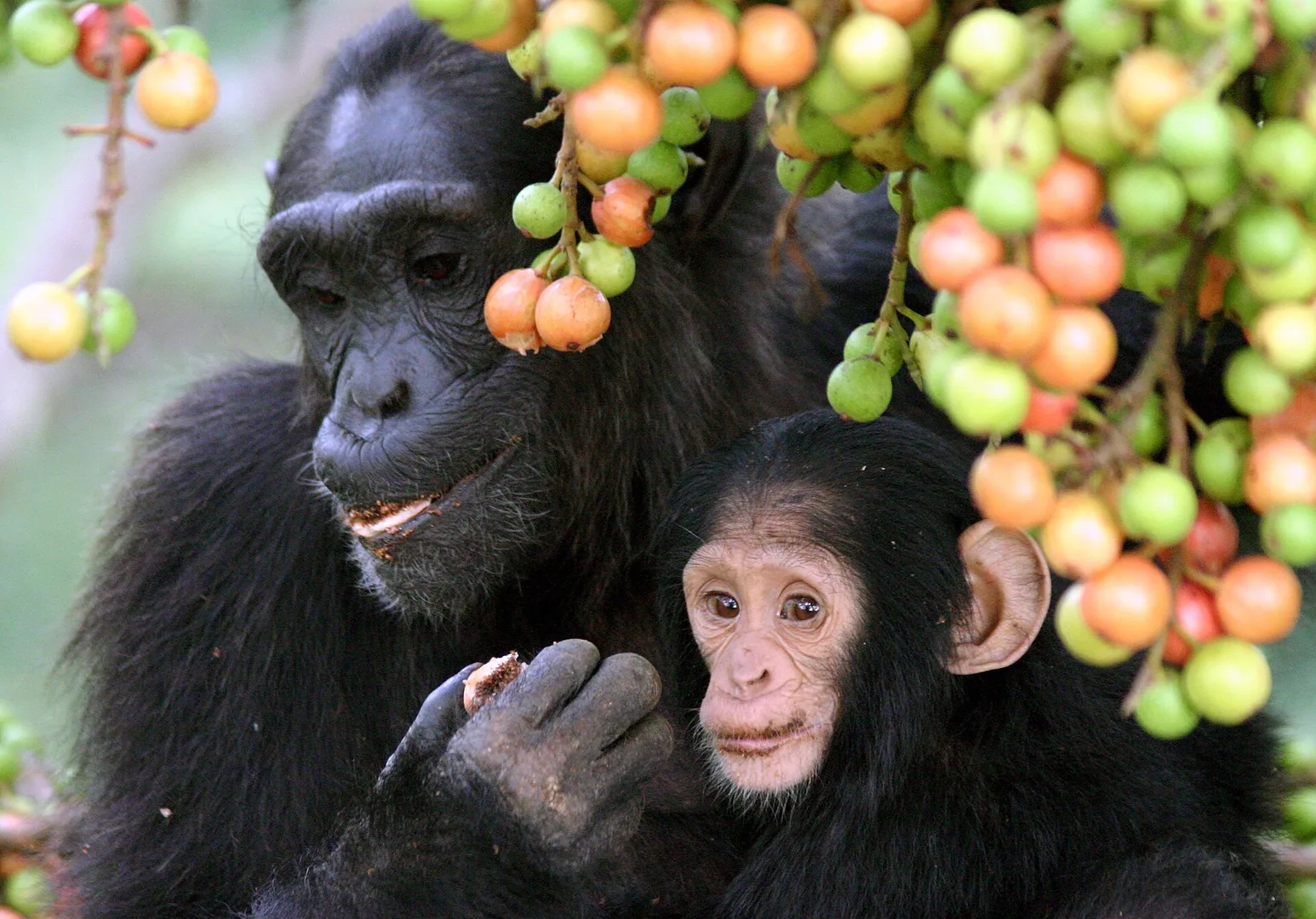 Chimpanzee in natural habitat