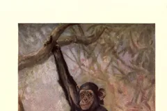Chimpanzee in natural habitat