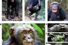 Chimpanzee in natural habitat