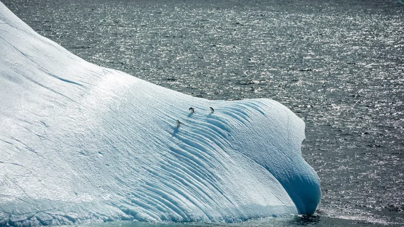 Chinstrap Penguin in this matchup