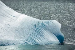 Chinstrap Penguin