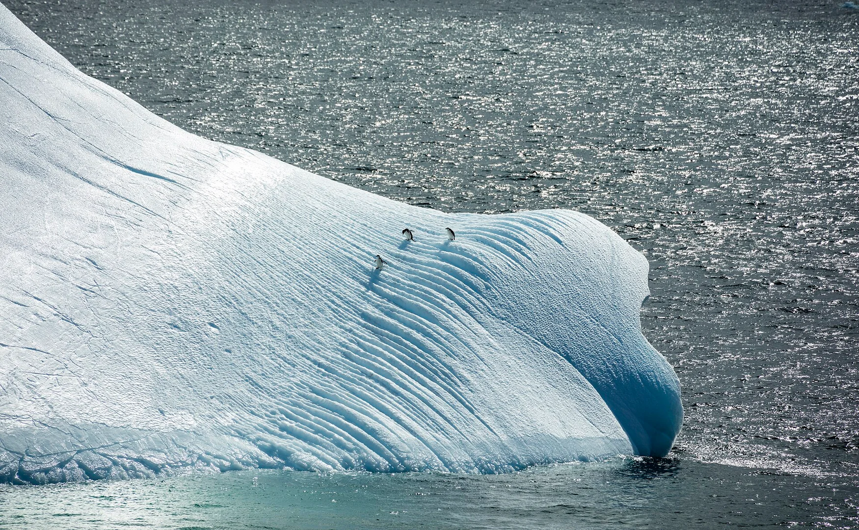Chinstrap Penguin