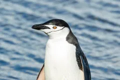Chinstrap penguin (Pygoscelis antarctica), Deception Island, South Shetland Islands