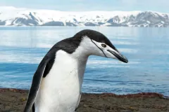 A chinstrap penguin (Pygoscelis antarcticus) on Deception Island in Antarctica.