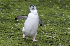 Chinstrap penguin (Pygoscelis antarcticus) on Barrientos Island, in Antarctica on March 3, 2019.