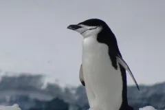 Chinstrap penguin (Pygoscelis antarcticus)