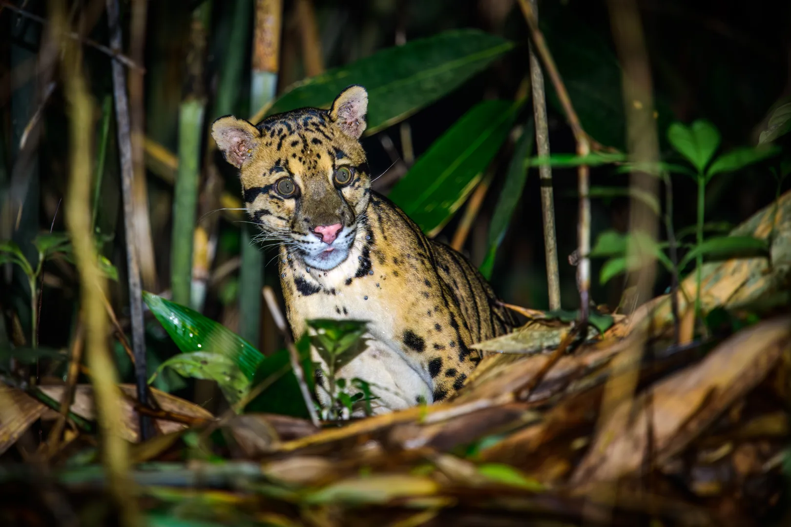 Clouded leopard crouched among leaves and branches on a forest floor