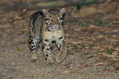 Clouded leopard walking toward the camera along a dirt track at night