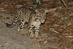 Clouded leopard walking away along a track, showing its long thick tail