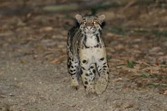Clouded leopard standing on a track at night, facing the camera