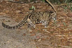 Clouded leopard crouching low on a dirt track with its tail curled