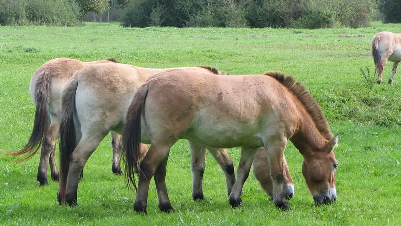 Clydesdale Horse photo