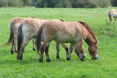 Clydesdale Horse photo