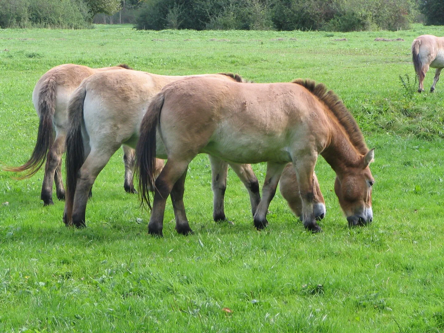 Clydesdale Horse photo
