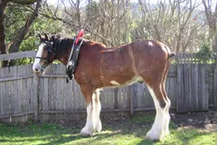 Clydesdale Horse photo