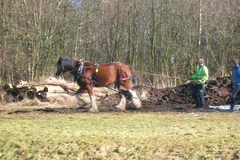 Clydesdale Horse photo