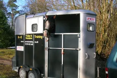Clydesdale Horse photo