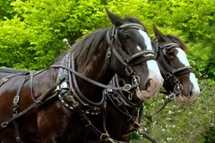 Clydesdale Horse photo