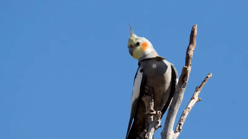 Grey cockatiel with a yellow face and crest perched on a dead branch against blue sky
